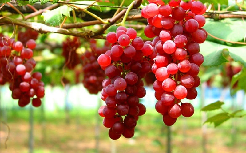 🍓 가가 과일 농원(카가 후르츠란도) 이미지 1